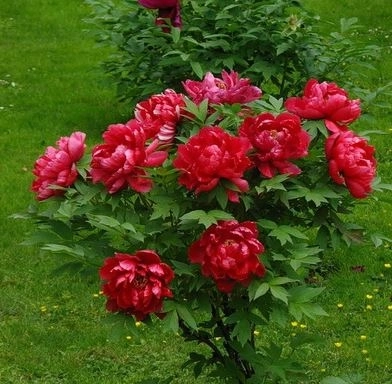 Пион древ. Алые паруса 751266